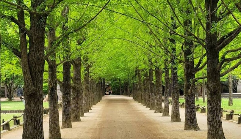 بهترین زمان برای سفر به کره جنوبی